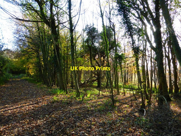 Photo 6"x4" Scene in Wildhams Wood Chilgrove c2013
