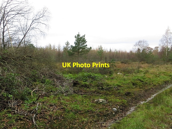 Photo 6"x4" Woodland, Muir of Thorn Murthly c2013