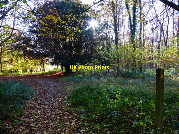 Photo 6"x4" Footpath in Wildhams Wood with track joining from the right Chilgrove c2013