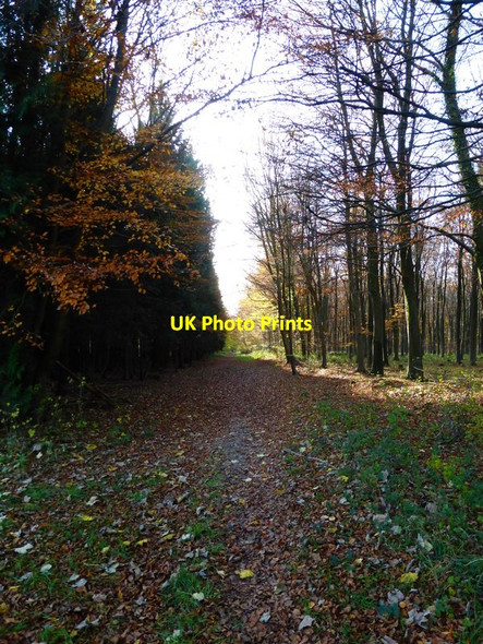Photo 6"x4" Path re-enters Wildham Wood Chilgrove c2013