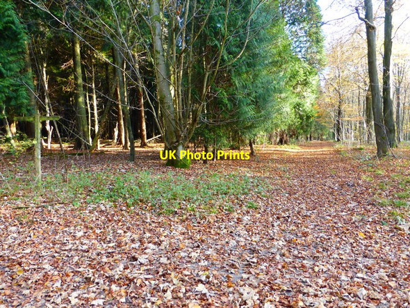 Photo 6"x4" Track in Wildhams Wood Chilgrove c2013