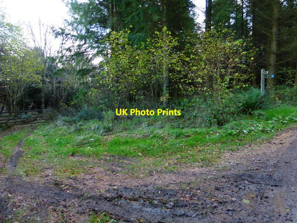Photo 6"x4" Track leaves bridleway in estate woodland Chilgrove c2013