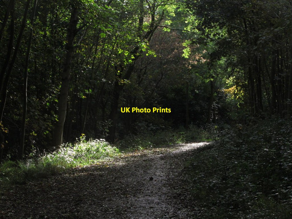 Photo 6"x4" Autumn light - Ashton Hill Plantation, Failand Cambridge Batch c2013