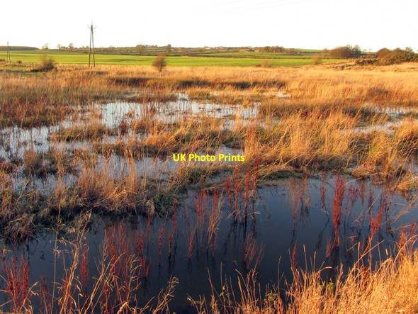 Photo 6"x4" Boggy land south of Lough House Callerton c2013