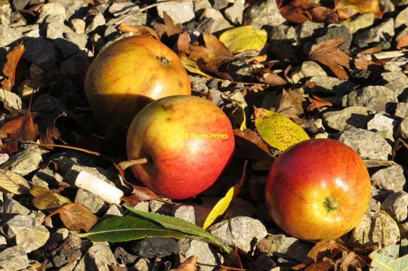 Photo 6"x4" Fallen apples by the railway Bicester c2013