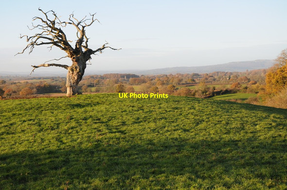 Photo 6"x4" Dead oak tree Stoke Bliss c2013