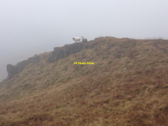 Photo 6"x4" Sheep on the summit ridge of Mam na Gualainn Mam na Gualainn c2013