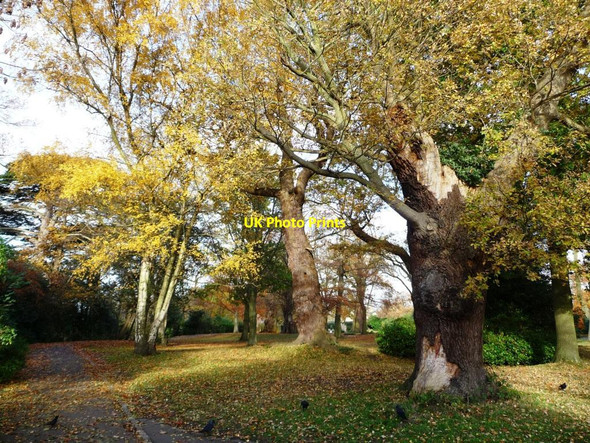 Photo 6"x4" Oak and silver birch, Richmond Park Kingston Upon Thames c2013