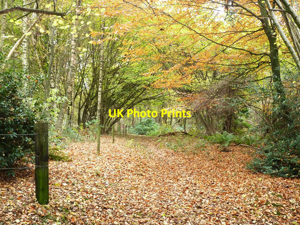 Photo 6"x4" Woodland path Durleighmarsh c2013