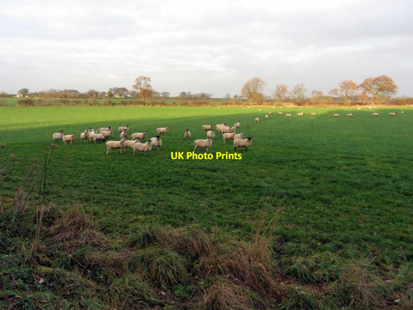 Photo 6"x4" Pasture south of Black Callerton Black Callerton c2013