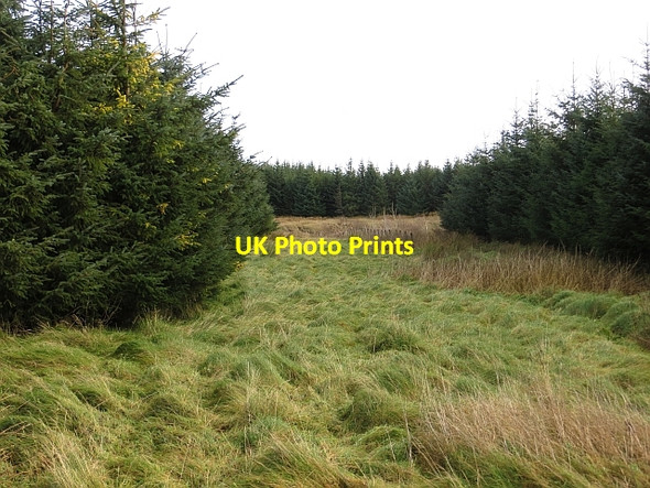 Photo 6"x4" Struther Burn Moss Red Bog c2013