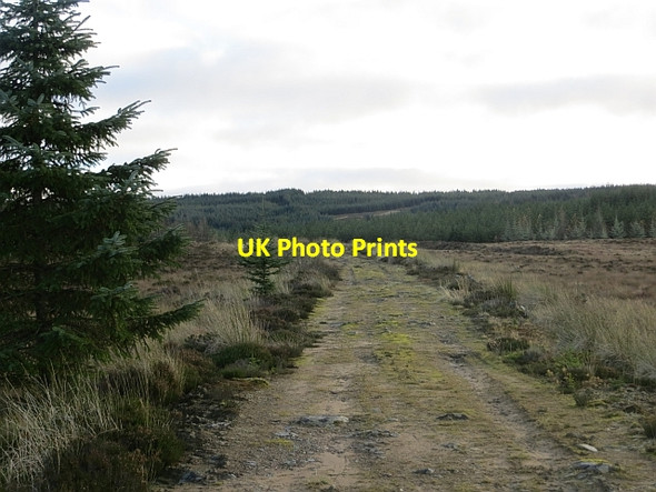 Photo 6"x4" Track, Berry Moss Back Burn\/NS7136 c2013