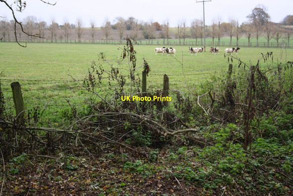 Photo 6"x4" View of rare sheep in field at Upper Grange Newington\/SU6096 c2013