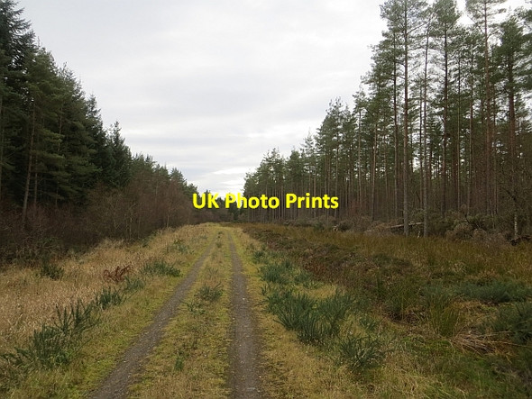 Photo 6"x4" Taymount Wood Airntully c2013