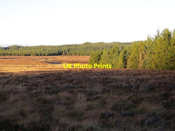 Photo 6"x4" Berry Moss Rough Moss\/NS7037 c2013
