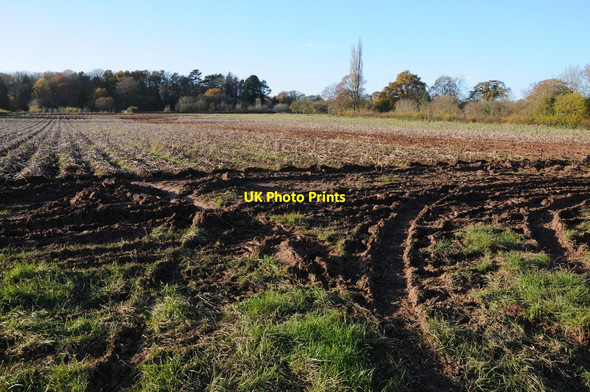 Photo 6"x4" Field of potatoes Harpley\/SO6861 c2013