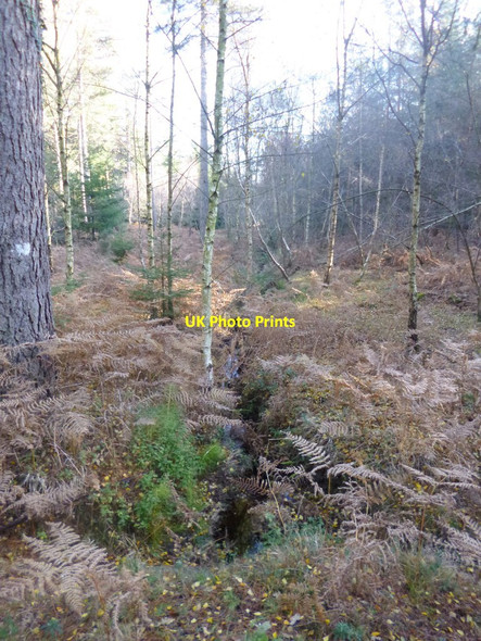 Photo 6"x4" Bolderwood, ditch Stoney Cross c2013
