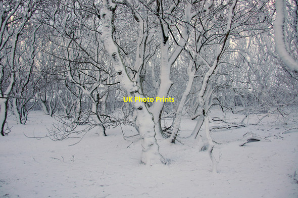 Photo 6"x4" Snow-covered trees at Halligarth, Baltasound Baltasound c2013