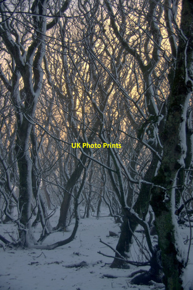 Photo 6"x4" Snow-covered trees at Halligarth, Baltasound Baltasound c2013