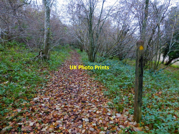 Photo 6"x4" Footpath in Battines Hill Wood East Marden c2013