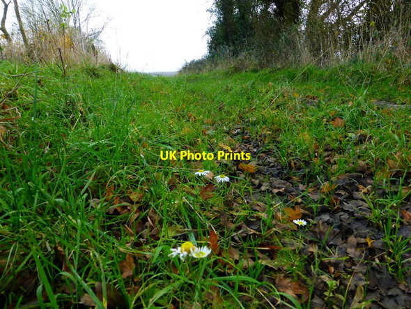 Photo 6"x4" December daisies at Up Marden Up Marden c2013