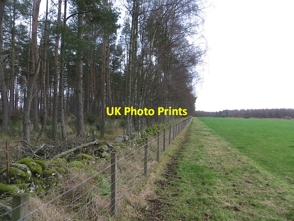 Photo 6"x4" Edge of Taymount Wood Cargill c2013