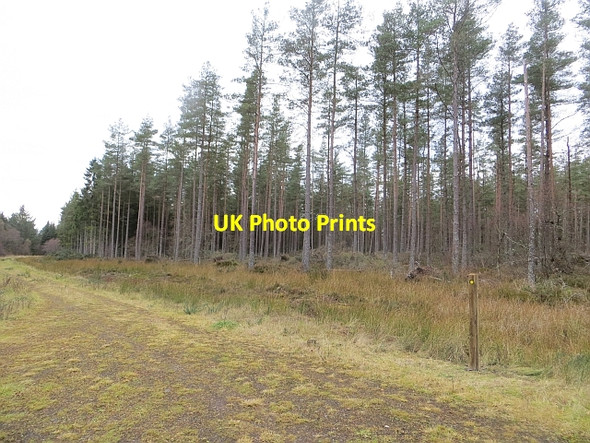 Photo 6"x4" Waymark, Taymount Wood Airntully c2013