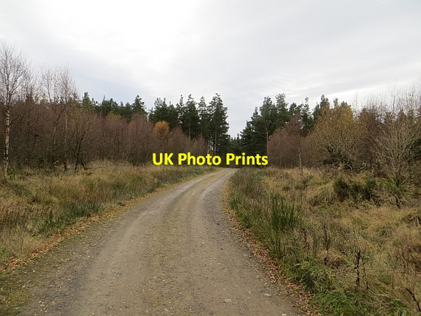Photo 6"x4" Logging road, Taymount  Wood Airntully c2013