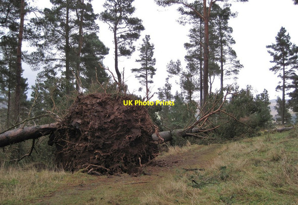 Photo 6"x4" Brought down by the wind, Cademuir Forest Peebles\/NT2540 c2013