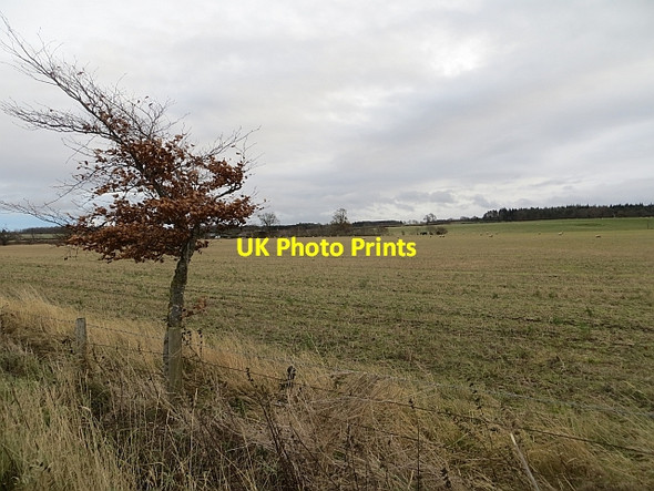 Photo 6"x4" Field, Colstoun Mains Haddington\/NT5173 c2013