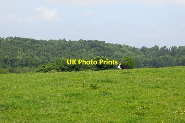 Photo 6"x4" Cow, Carriber Loan\/NS9575 c2013