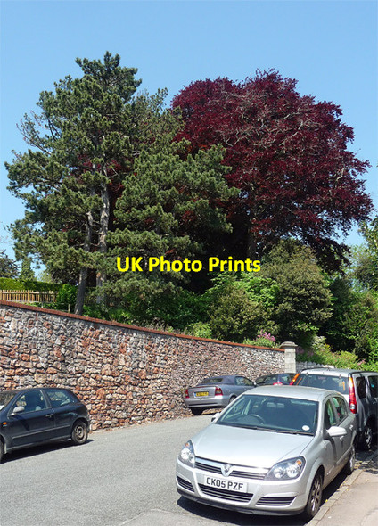Photo 6"x4" Trees, Goldney Avenue, Bristol Hotwells c2012
