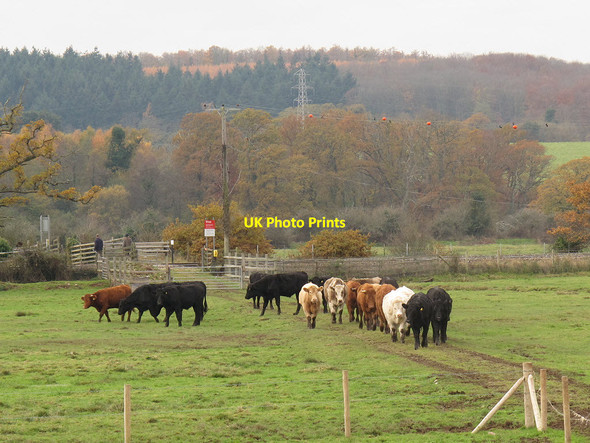 Photo 6"x4" Cattle coming to feed Powderham c2013