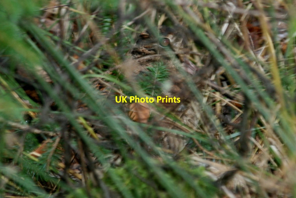 Photo 6"x4" Camouflage - leave it to nature every time Woodside\/NJ0555 c2013