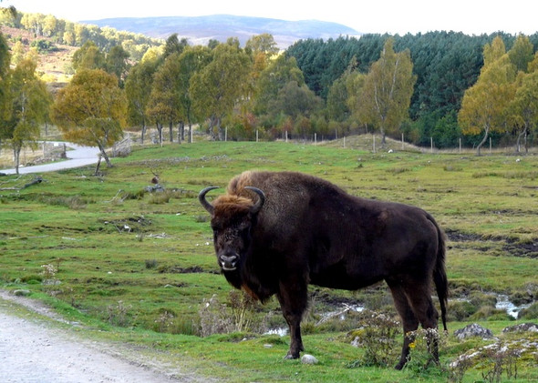 Photo 6"x4" European Bison at Speyside Wildlife Park Balavil\/NH7902 c2008