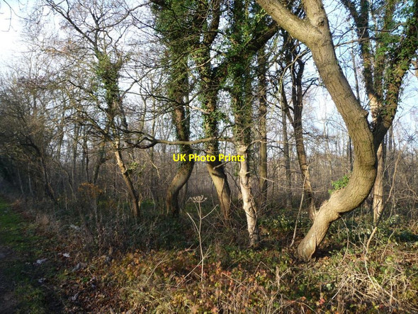 Photo 6"x4" Trees on the southern edge of Peckfield Plantation Garden Village\/SE4432 c2013
