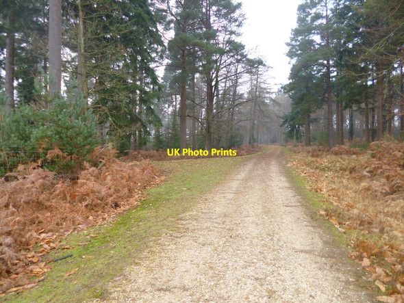 Photo 6"x4" Holmhill Inclosure, forestry road junction Newtown\/SU2710 c2013