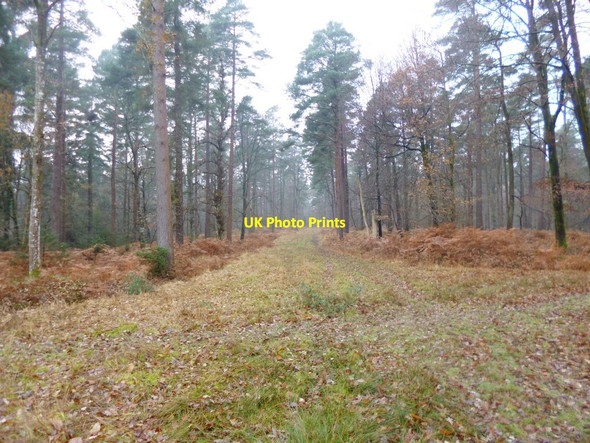 Photo 6"x4" Highland Water Inclosure, forestry track Newtown\/SU2710 c2013