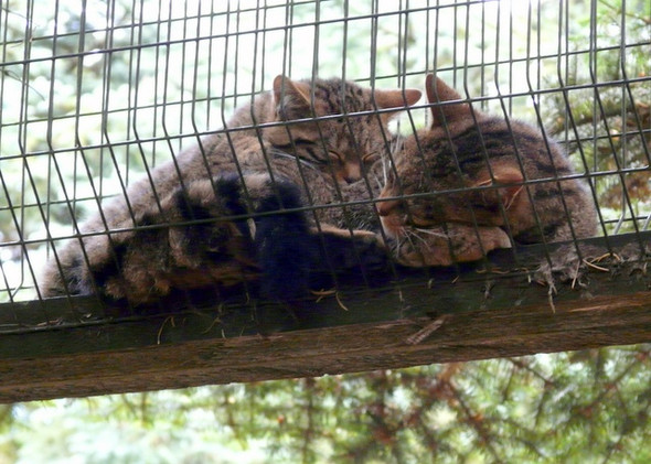 Photo 6"x4" Wildcats at the Highland Wildlife Park Balavil\/NH7902 c2008