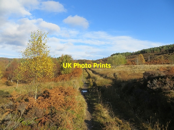 Photo 6"x4" Upper Loch Ordie path Guay c2013