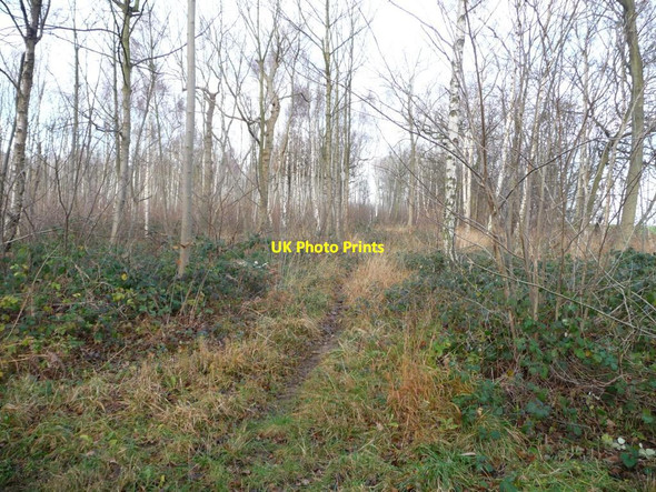 Photo 6"x4" Path to the northern boundary of Hartly Wood Micklefield\/SE4433 c2013