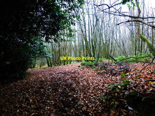 Photo 6"x4" Looking into Selham Copse on Blackdown Dial Green c2013