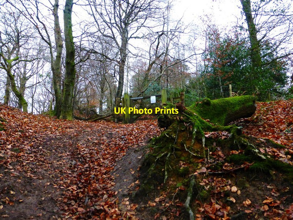 Photo 6"x4" Bridleway approaches gate on Blackdown Hatch Farm Hill c2013