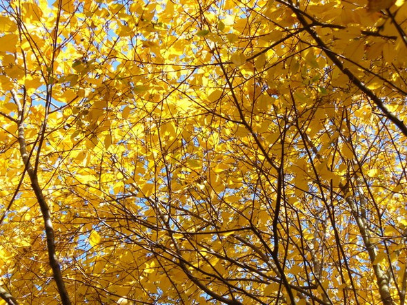 Photo 6"x4" Golden Yellow Wisley Wisley c2008