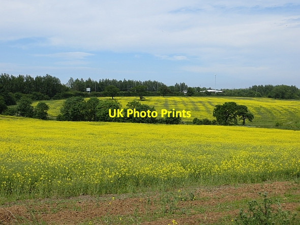 Photo 6"x4" Oilseed rape, North Hylton North Hylton c2013