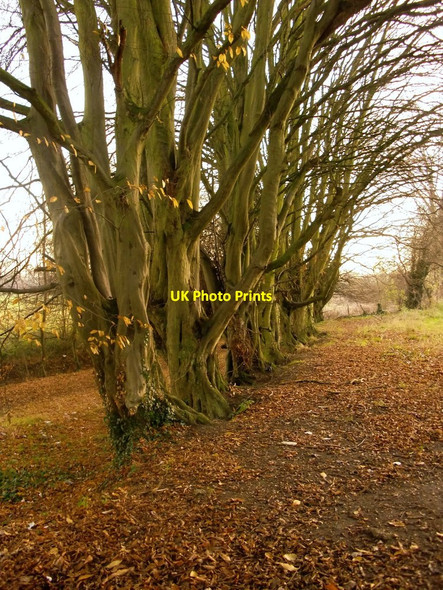 Photo 6"x4" Hornbeams by Marsh Meadow Cookham c2013
