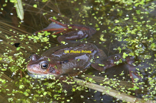 Photo 6"x4" Common Frog (Rana temporaria), Craigleith, Edinburgh Ravelston c2006