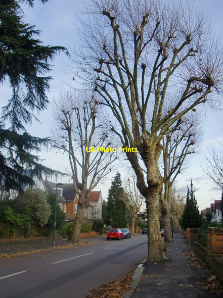 Photo 6"x4" Plane trees, Ormond Avenue, Hampton Hampton\/TQ1370 c2013