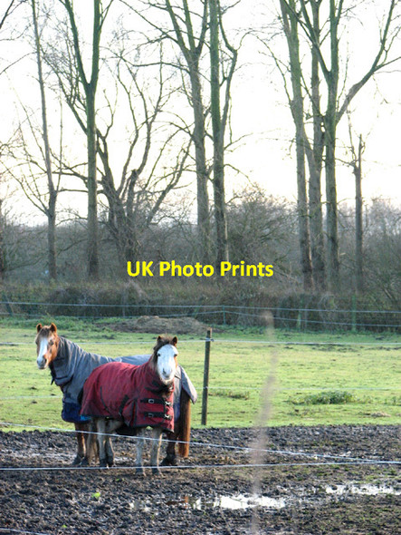 Photo 6"x4" Pastures between Marsh Trail and the A146 road Beccles c2013