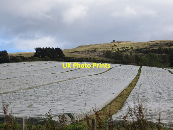 Photo 6"x4" Crop under netting Newtyle\/NO2941 c2013